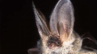 Image result for Biggest Bat Ever Found