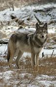 Image result for Algonquin Wolf