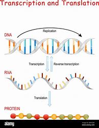 Image result for Gen ADN