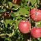 Image result for Red Fuji Apple Orchard