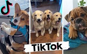 Image result for Tik Tok Funny Dogs