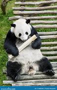 Image result for Panda Holding Bamboo