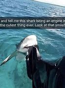 Image result for Shark Meme Smileing