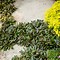 Image result for Plant Good for Ground Cover