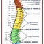 Image result for Spine Anatomy Chart