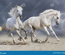 Image result for Two White Horses Running