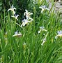 Image result for Iris lactea