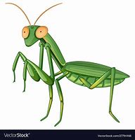 Image result for Mantis Vector