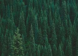 Image result for Forest Green Texture Wallpaper