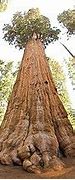 Image result for 20 Cubic Foot Tree