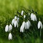 Image result for Galanthus Early to Rize