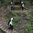 Image result for Giant Panda Reproduction