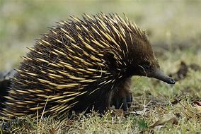 Image result for Male Echidnas