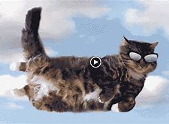 Image result for Animated LOL Cats
