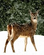Image result for Deer Forelimb