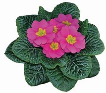 Image result for Primula vulgaris Queen Pink