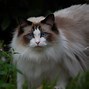 Image result for Ragdoll Cat Photography