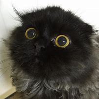 Image result for Cute Cats with Big Eyes
