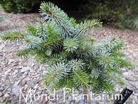 Picea omorika Berliner Weeper WB के लिए छवि परिणाम