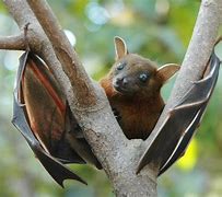 Image result for A Bat Ears
