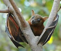 Image result for Camouflage Fruit Bat