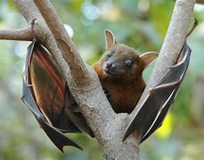 Image result for Fruit Bat India