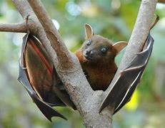 Image result for Fruit Bat at Window
