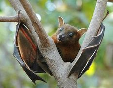 Image result for Fruit Bats Caves