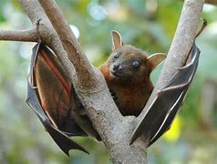 Image result for Cute Bat Illustration