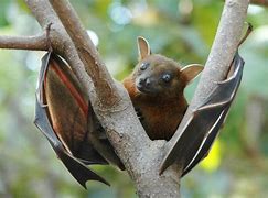 Image result for Peter's Dwarf Epauletted Fruit Bat