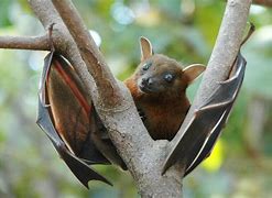 Image result for Bat Climbing