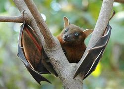 Image result for Bat Hanging Wings Out