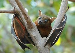Image result for Bat Willy
