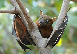 Image result for Anime Bat Humn