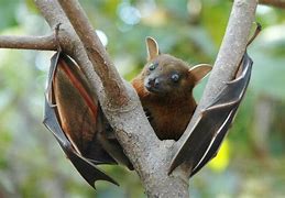 Image result for Ulge Froot Bat