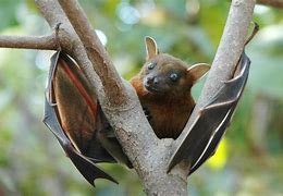 Image result for Golden Nosed Fruit Bat