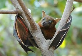 Image result for Fruit Bat Head