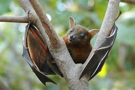 Image result for Rainforest Bats