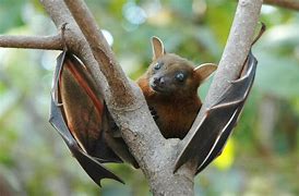 Image result for Vampire Fruit Bat