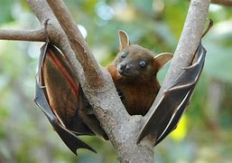 Image result for Fruit Bat Face