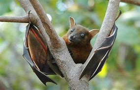 Image result for Fruit Bat On a Branch