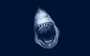 Image result for Shark Attack Art