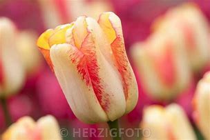 Image result for Tulipa Tequila Sunrise