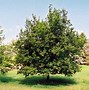 Image result for Ironwood Tree Leaves