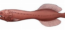 Afbeeldingsresultaten voor "cetostoma Regani". Grootte: 211 x 96. Bron: paleontology.sakura.ne.jp