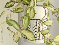 Image result for Hanging Planters Indoors