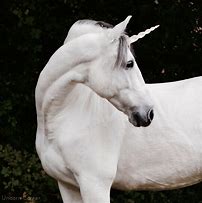 Image result for White Unicorn Horn