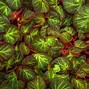 Image result for Colourful Leaf Plant