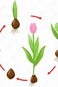 Image result for Spacing Tulip Bulbs