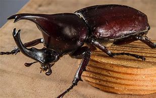 Image result for Supcase Unicorn Beetle